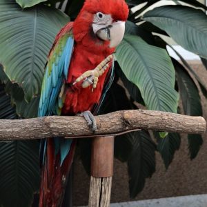 Wystawa ptaków egzotycznych